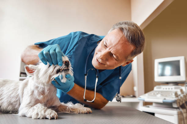 Best 24-Hour Emergency Dental Care in Bronson, MI